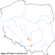 wystepowanie - Taraxacum danubium (mniszek naddunajski)