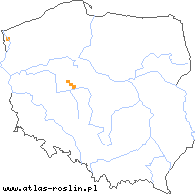 wystepowanie - Taraxacum disseminatum (mniszek częsty)