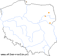 wystepowanie - Taraxacum dissimile (mniszek niepodobny)