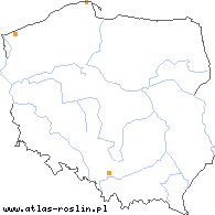 wystepowanie - Taraxacum duplidentifrons (mniszek Raunkiaera)