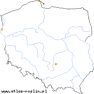 wystepowanie - Taraxacum lacistophyllum (mniszek zachodni)