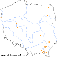 wystepowanie - Taraxacum melanostigma (mniszek ciemnoznamieniowy)