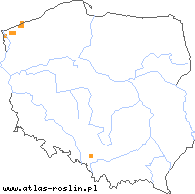 wystepowanie - Taraxacum nordstedtii (mniszek Nordstedta)