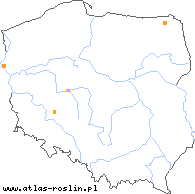 wystepowanie - Taraxacum plumbeum (mniszek ołownicowy)