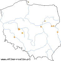 wystepowanie - Taraxacum proximum (mniszek bliski)