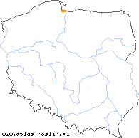 wystepowanie - Taraxacum tortilobum (mniszek skrętoklapowy)