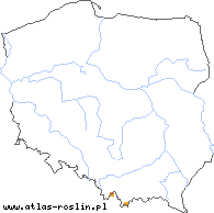 wystepowanie - Taraxacum perfissum (mniszek rozcięty)