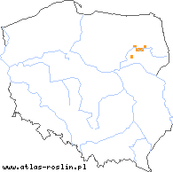 wystepowanie - Taraxacum prionum (mniszek przedni)