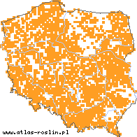 wystepowanie - Viola canina s.str. (fiołek psi)