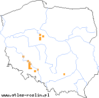 wystepowanie - Viola pumila (fiołek drobny)