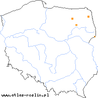 wystepowanie - Viola epipsila (fiołek torfowy)