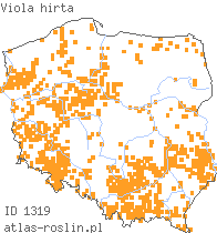 wystepowanie - Viola hirta (fiołek kosmaty)