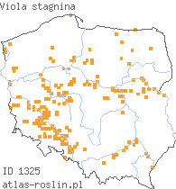 wystepowanie - Viola stagnina (fiołek mokradłowy)