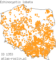 wystepowanie - Echinocystis lobata (kolczurka klapowana)