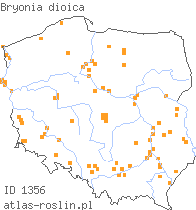 wystepowanie - Bryonia dioica (przestęp dwupienny)