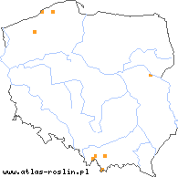 wystepowanie - Barbarea intermedia (gorczycznik pośredni)