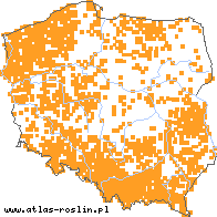 wystepowanie - Barbarea vulgaris (gorczycznik pospolity)