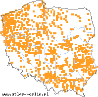 wystepowanie - Diplotaxis muralis (dwurząd murowy)