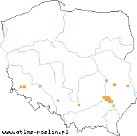 wystepowanie - Erysimum diffusum (pszonak siwy)