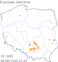 wystepowanie - Erysimum odoratum (pszonak pannoński)