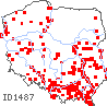 wystepowanie - Rorippa austriaca (rzepicha austriacka)