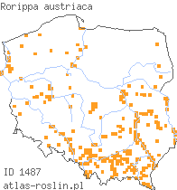 wystepowanie - Rorippa austriaca (rzepicha austriacka)