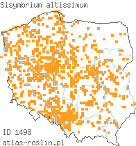 wystepowanie - Sisymbrium altissimum (stulisz pannoński)