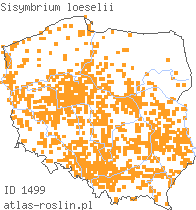 wystepowanie - Sisymbrium loeselii (stulisz Loesela)