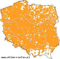 wystepowanie - Descurainia sophia (stulicha psia)