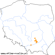 wystepowanie - Arabis recta (gęsiówka uszkowata)