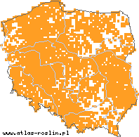 wystepowanie - Cardaminopsis arenosa ssp. arenosa (rzeżusznik piaskowy typowy)