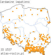 wystepowanie - Cardamine impatiens (rzeżucha niecierpkowa)