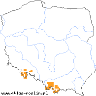 wystepowanie - Cardamine trifolia (rzeżucha trójlistkowa)