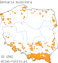 wystepowanie - Dentaria bulbifera (żywiec cebulkowy)