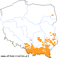 wystepowanie - Dentaria glandulosa (żywiec gruczołowaty)