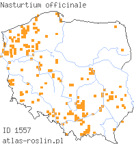 wystepowanie - Nasturtium officinale (rukiew wodna)