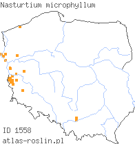 wystepowanie - Nasturtium microphyllum (rukiew drobnolistna)