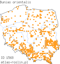 wystepowanie - Bunias orientalis (rukiewnik wschodni)