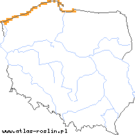 wystepowanie - Cakile maritima ssp. baltica (rukwiel nadmorska bałtycka)