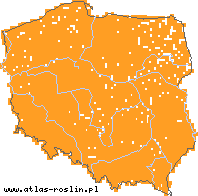 wystepowanie - Capsella bursa-pastoris (tasznik pospolity)