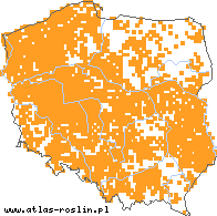 wystepowanie - Draba verna (wiosnówki pospolitej)