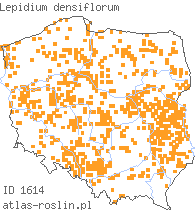 wystepowanie - Lepidium densiflorum (pieprzyca gęstokwiatowa)