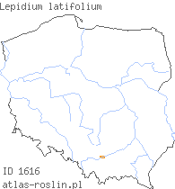 wystepowanie - Lepidium latifolium (pieprzyca szerokolistna)