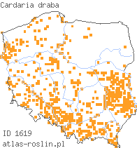 wystepowanie - Cardaria draba (pieprznik przydrożny)