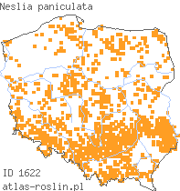 wystepowanie - Neslia paniculata (ożędka groniasta)