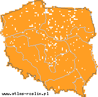 wystepowanie - Populus tremula (topola osika)