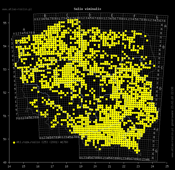 wystepowanie - Salix viminalis (wierzba wiciowa)