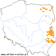 wystepowanie - Salix lapponum (wierzba lapońska)