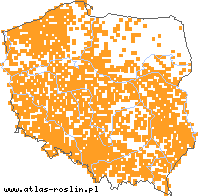 wystepowanie - Malva sylvestris (ślaz dziki)