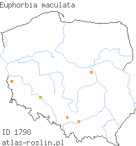 wystepowanie - Euphorbia maculata (wilczomlecz plamisty)